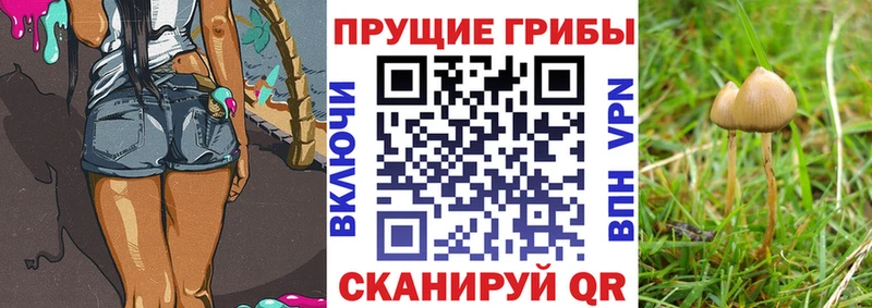 Псилоцибиновые грибы Psilocybe Аша